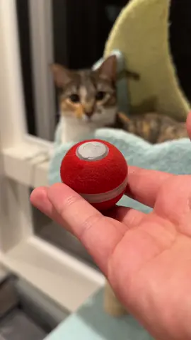 This viral self-rolling cat toy was next level 🙀🙀🙀 our cats played with it for 30 min without getting bored 😂 #cats #catlove #cattoys #catreview #cattoyreview #pets #kitten #kittycat #cheerbleball @Cheerble 