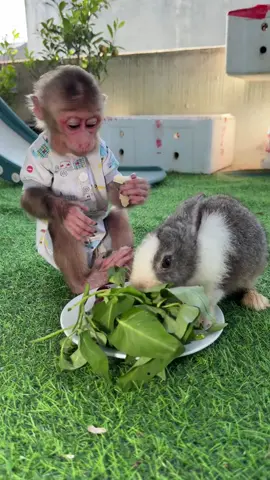 Miumiu and Nana #monkey #monkeydluffy #animal #animalcute #babymonkey #relax #cutemonkey #animalbaby #monkeyface #rabbitsoftiktok #rabbit #rabbitcute #rabbitbaby 