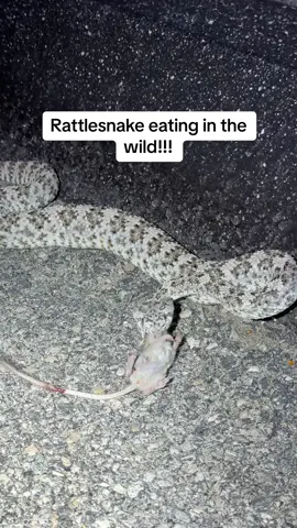 One of my favorite things I’ve seen this year! A gorgeous speckled rattlesnake eating at rat in the desert 🤯#rattlesnake #snakefeeding #venom #dangerous #wild #hikingadventures #exploring #reptiletiktok 