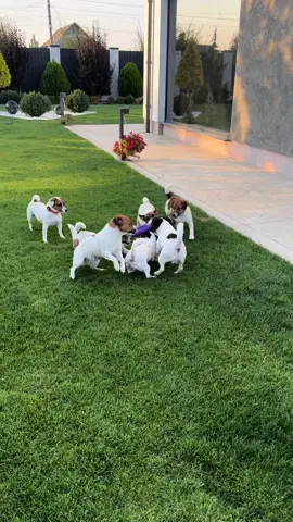 Terrier games🐶#jrt_kennel_fortuna_fox #jackrussell #jackrussellterrier #jackrussellsoftiktok #jrt #funny #щенкиджекрасселаукраина #джекрасселукраїна #viral #tiktok #джекрассел #good 