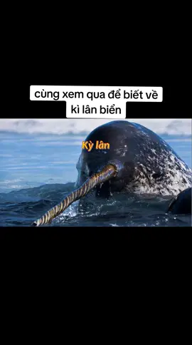 Cùng xem để biết về loài động vật lạ lùng này🦄🦄🦄#kilanbien #Hello2024 #LearnOnTikTok 