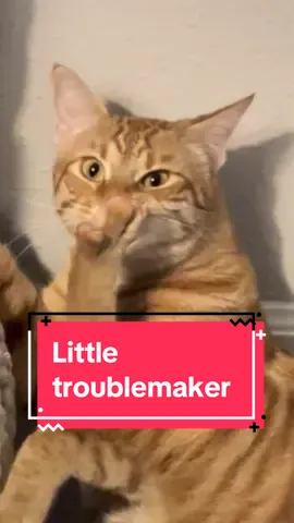 Little trouble maker. 😄💕 #theothetabby #orangecatbehavior #catsoftiktok #PetsOfTikTok #orangecat #tabby #orangecatsoftiktok #orangecat #tabby #orangecatsoftiktok #tabbycatlovers #cat #catmeme #tabbycat #pets 
