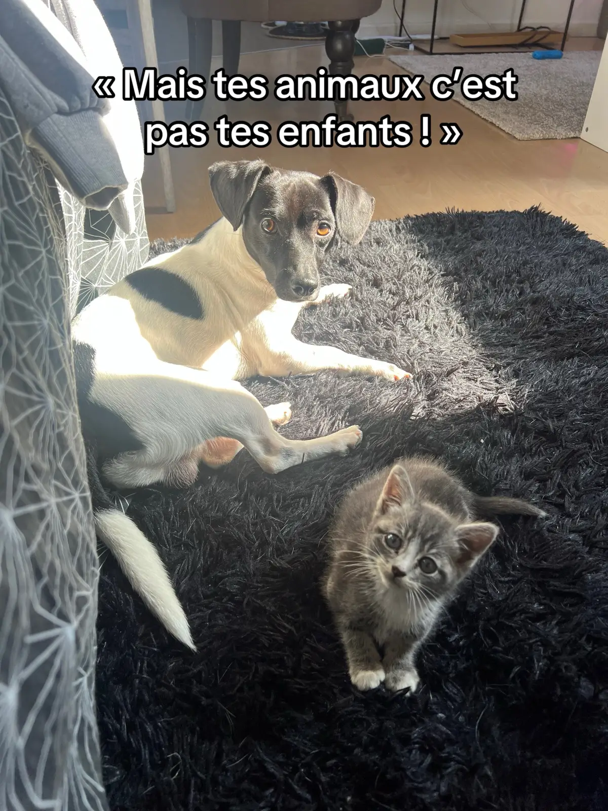 Mais pardon ? #chat #chien 