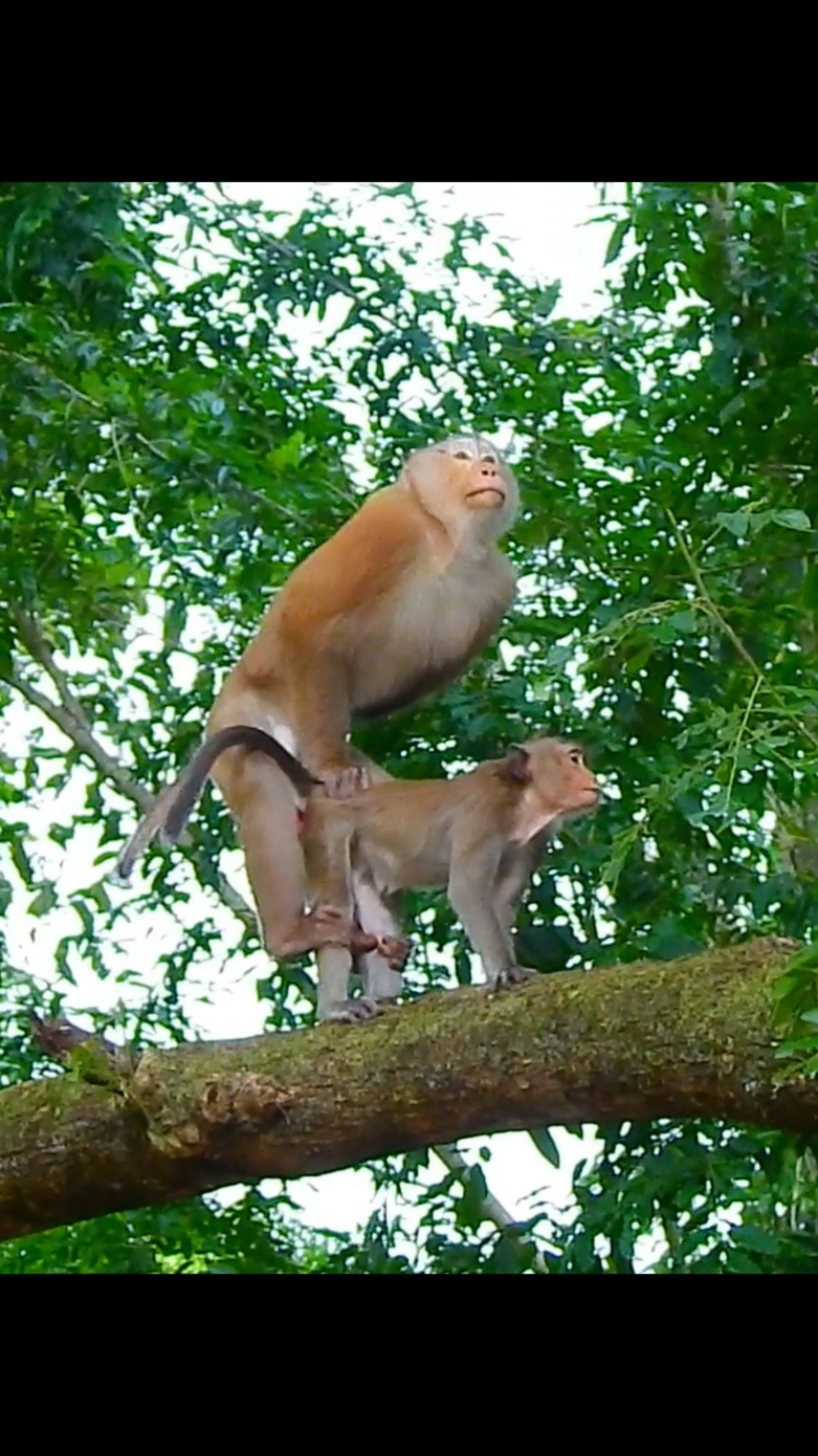 Oh Yes Oh Yes!! be careful darling be awaare off falling tree together ❤  #funny #funnyanimals #funnymonkey #animalsvideo #monkeyvideo #monkeys #animals #beautifulmonkey 