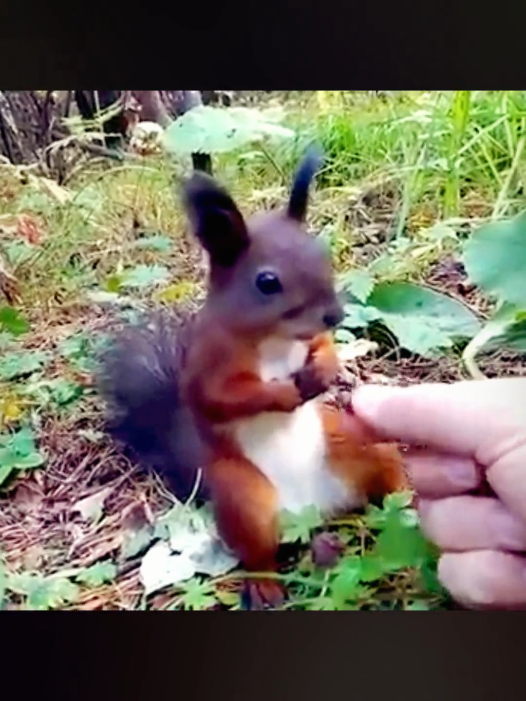 Squirrel Freezes in Surprise 😲 #squirrel #animals #fyp