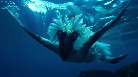 Unseen Underwater World (Take a Moment): Spectacular Creatures of the Deep 🌊🐠 #AIArt #AIVideo #AIGenerated #RunwayML #Gen3 #Relaxing #UnseenUnderwater #SpectacularCreatures #DeepSeaLife #HiddenOcean #AquaticWonders #OceanSecrets #MarineLife #DeepSeaCreatures