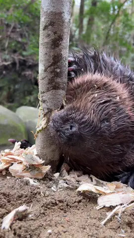 Beaver cuts down a tree  with it teeths. see as beaver escape as the tree was falling. #beaver #beaverlover #treecutting #beaverreactstotreefalling