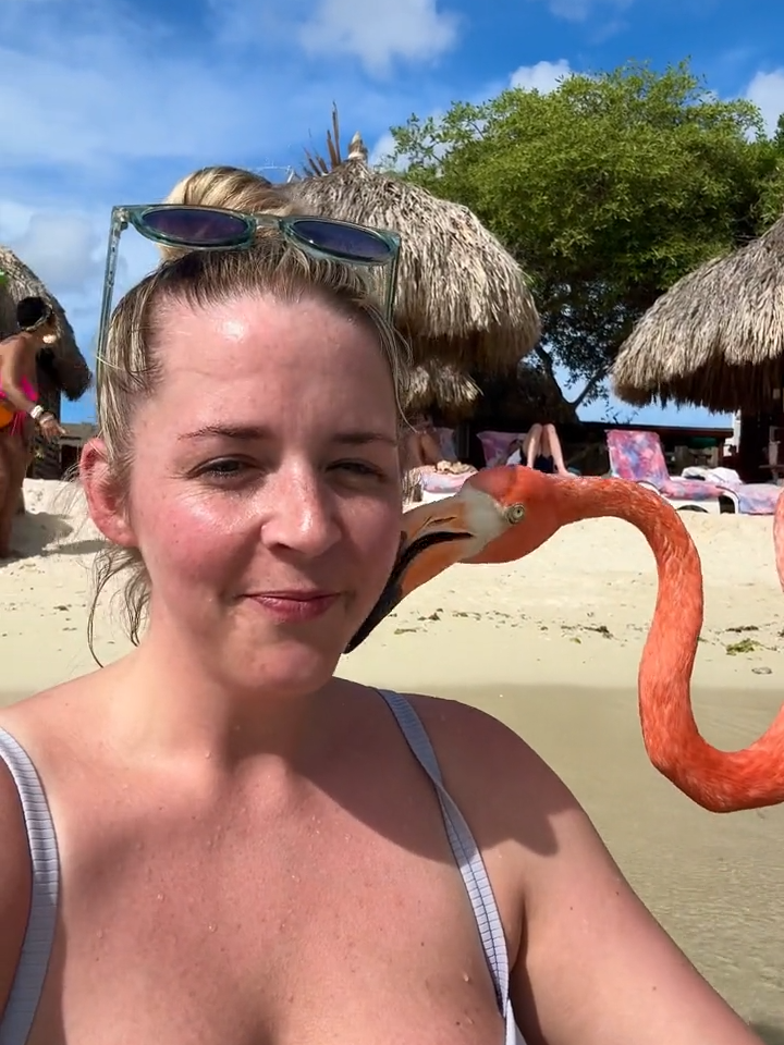 Feel the love with a flamingo kiss on 📍#DePalmIsland in #Aruba🦩🥰 Flamingos are monogamous and often mate for life❤️ Send this to someone who would love this 🥰 🎥 @abergflo89 #beachmode #wildlife #flamingo