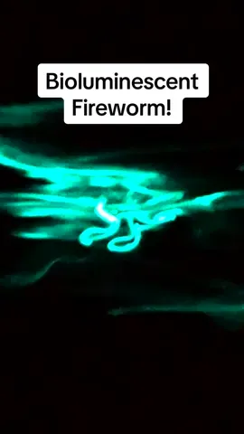 Check these cool critters out!! They’re called glowing fireworms. I witnessed them during this spawning event last night in Newport Beach. This is definitely an experience I won’t soon forget. #bioluminescence #newportbeach #fireworm #ocean 