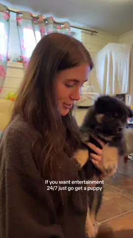 Best entertainment i have bought 😂 #CapCut #dogsoftiktok #foryou #puppylove #dogmom #puppy #fördig #entertainment #funnyvideos 