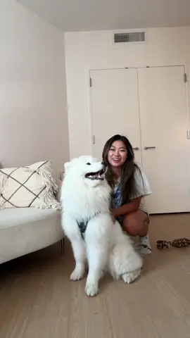 Come with us to get Arlo groomed for the first timee!! SMH the way he didnt even look BACK yall 😤😂 #samoyed 