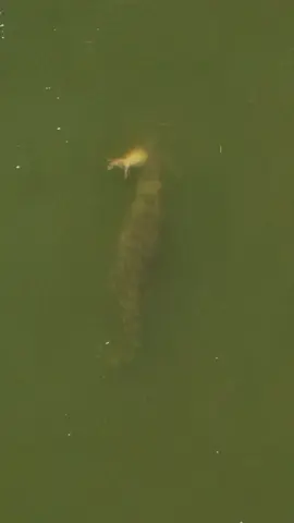 Going stealth mode to avoid the larger crocs nearby. #saltwatercrocodile#crocodilesofinstagram#crocodilesoftheworld#eastkimberley#thekimberleyaustralia#ordriver#lowerordriver#kununurra#kununurralife#wyndham#dronevideography#naturevideography#australiangeographic#nationalgeographic#donnydrysdale