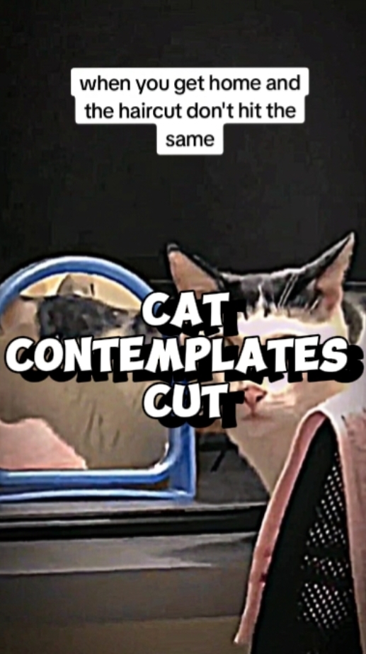 #funny  #funnyvideos  #fypage  #cats  #catsoftiktok 