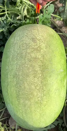Cutting taste fresh watermelon so sweet and harvest from natural farm #harvest #natural #fresh #watermelon 