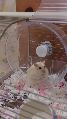 Hamster  Winter White lucuu murah  #hamsterbandung #hamstercimahi #hamster #hamsters #hamstercampbell #hamsterdominan #hamstermurah #hamsterlucu #mainananak #hamsterroborovski #hamsterwinterwhite #hamstersyrian 