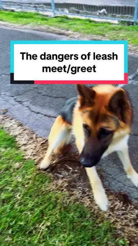 Dangers of greet on leash (leash aggression) #dog #husky #germanshepherd #gsd #siberianhusky 
