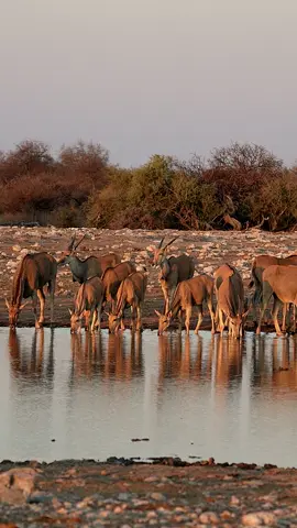 Did you know that Eland tends to drink and move off soon after?Unlike thirsty zebras and springboks that mingle at the water's edge. Eland cuts an elegant figure as they pause for a refreshing drink before disappearing into the surrounding bush. #eland #waterfall #water