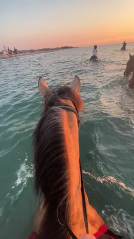 I want to go back☀️ #kos #greece #horse #ocean #riding #fyp #fy #reiten #foryourpage 