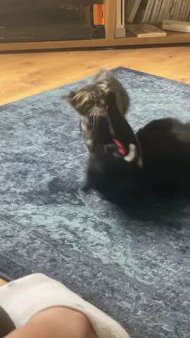 ✨Cat drama✨ #girlcats #boycats #blackcats #britishshorthair #catmum #catsoftiktok #fyp 