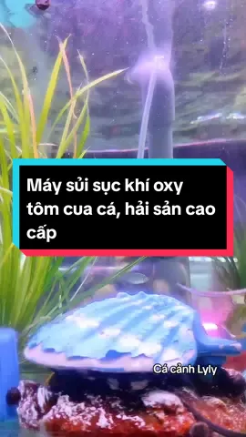 Máy sủi sục khí oxy tôm cua cá, hải sản cao cấp #maysuckhioxy #maysuitomcuaca #maysuckhioxybeca #maysui #maysuioxy #maysuitichdien #bomoxy 