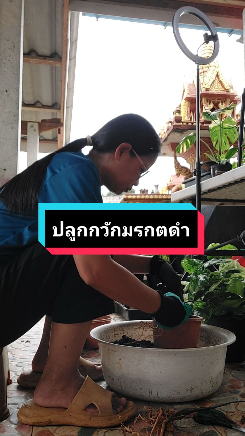 มาปลูกกวักมรกตดำกันค่ะ #กวักมรกต #ปลูกกวักมรกต #เกษตรกร 