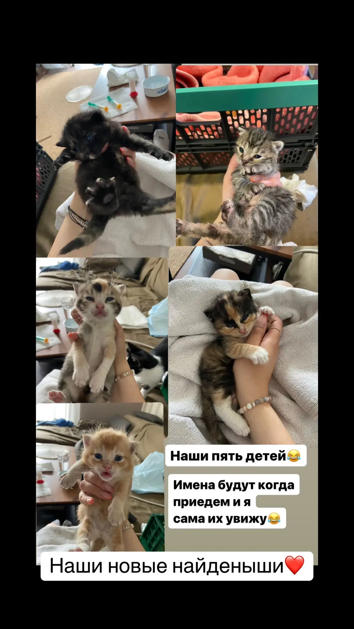 #найденыш #котята #смусорки #кот #подкидыши 