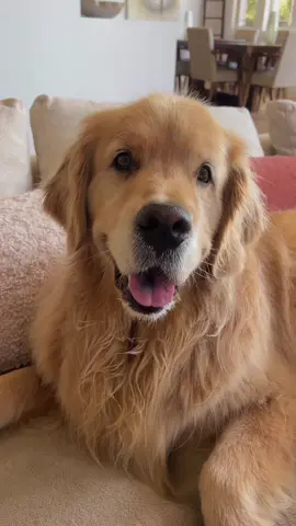 This is obviously just a joke because Dad would  never get up first 😂 IB @chrys.marie_😃 #joke #goldens 