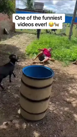 Goat Chasing a Guy and Attacking in Hilarious Ways! 🐐😂 #FunnyGoat #GoatChase #Hilarious #AnimalHumor #LOL #HaveAHappyDay #TooFunny #Unexpected #GoatAntics #Comedy 