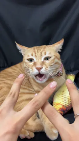 Rồi đứng hình, không biết cắn ngón nào luôn :))) #fypシ #viral #cat #meow #funny 