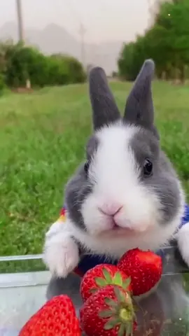 #tiktok #foryou #rabbit #lovely #to eat strawberry 