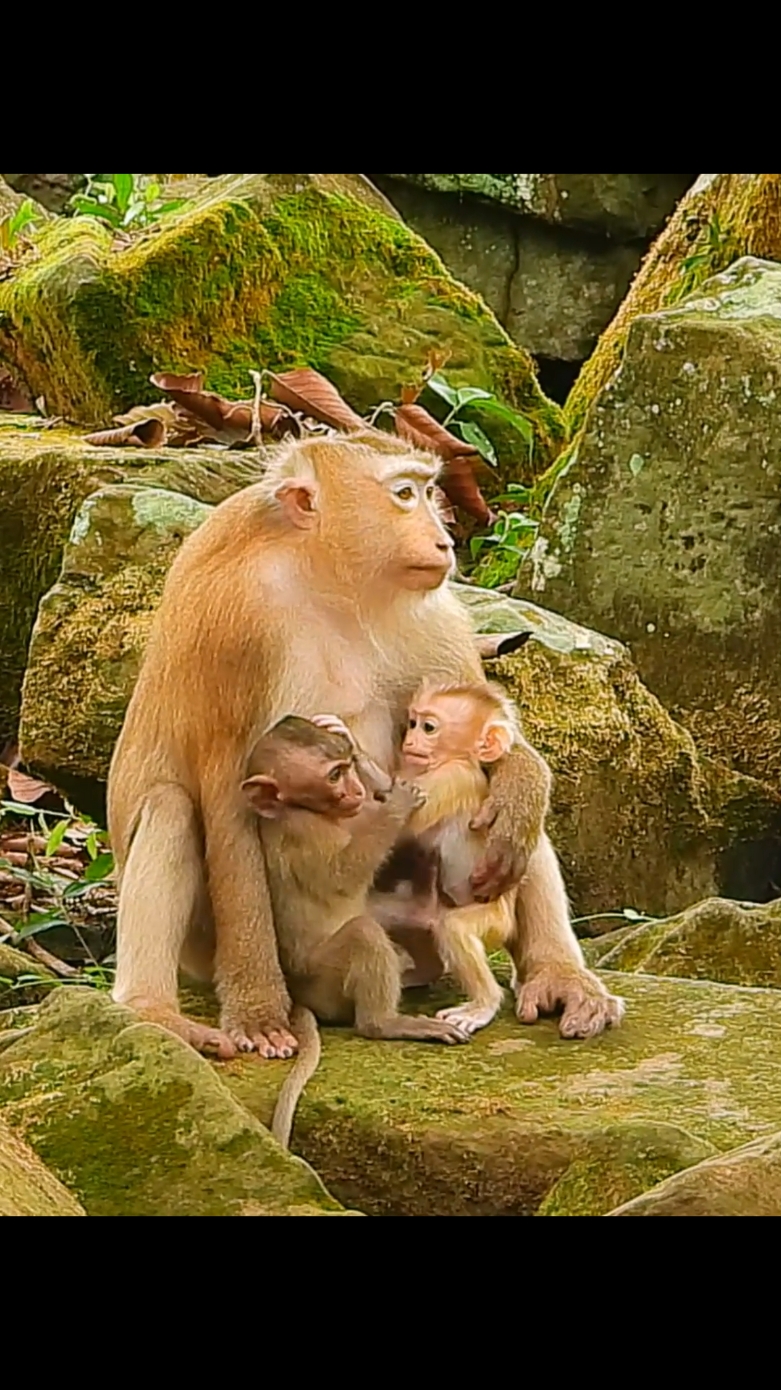 Most lovely heart pigtail monkey Rose share equal love all baby  #beautifulmonkey #animals #funnyanimals #cutemonkey #monkeyvideo #animalsvideo #monkey 