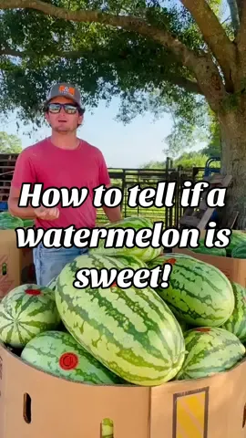 Replying to @user2342772093688 Its all in the sticker 😉 - #fyp #foryou #foryoupage #CapCut #watermelon #watermelonfarm #farm #farmer #farming #farmboy #farmlife #life #Lifestyle #country #southern #cowboy #mississippi #Summer #heat #hot #viral #work #blowthisup 