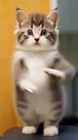#cat #dance #cute #meow #viral #foryoupage #petdance 