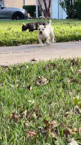 Rockstarr’s Casper the Ghost & Duke of Hazzard 7 weeks young…. NOT AVAILABLE!!!! #canecorso #canecorsopuppy #canecorsoitaliano #dog #dogs #canecorsomastiff #italianmastiffpuppy #puppiesoftiktok #puppies #bigfoot #puppylove #canecorsolife #peaceandlove #houstontx 