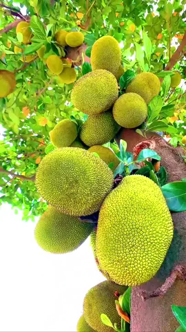 Picking jackfruit in nature #fruit #nature #garden #harvesting #grow #tree #plants 