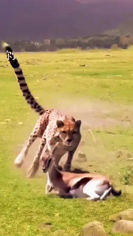 Super funny chase between leopard and antelope #Animals #AnimalLovers #PetLife #Wildlife #AnimalVideos #PetsOfTikTok