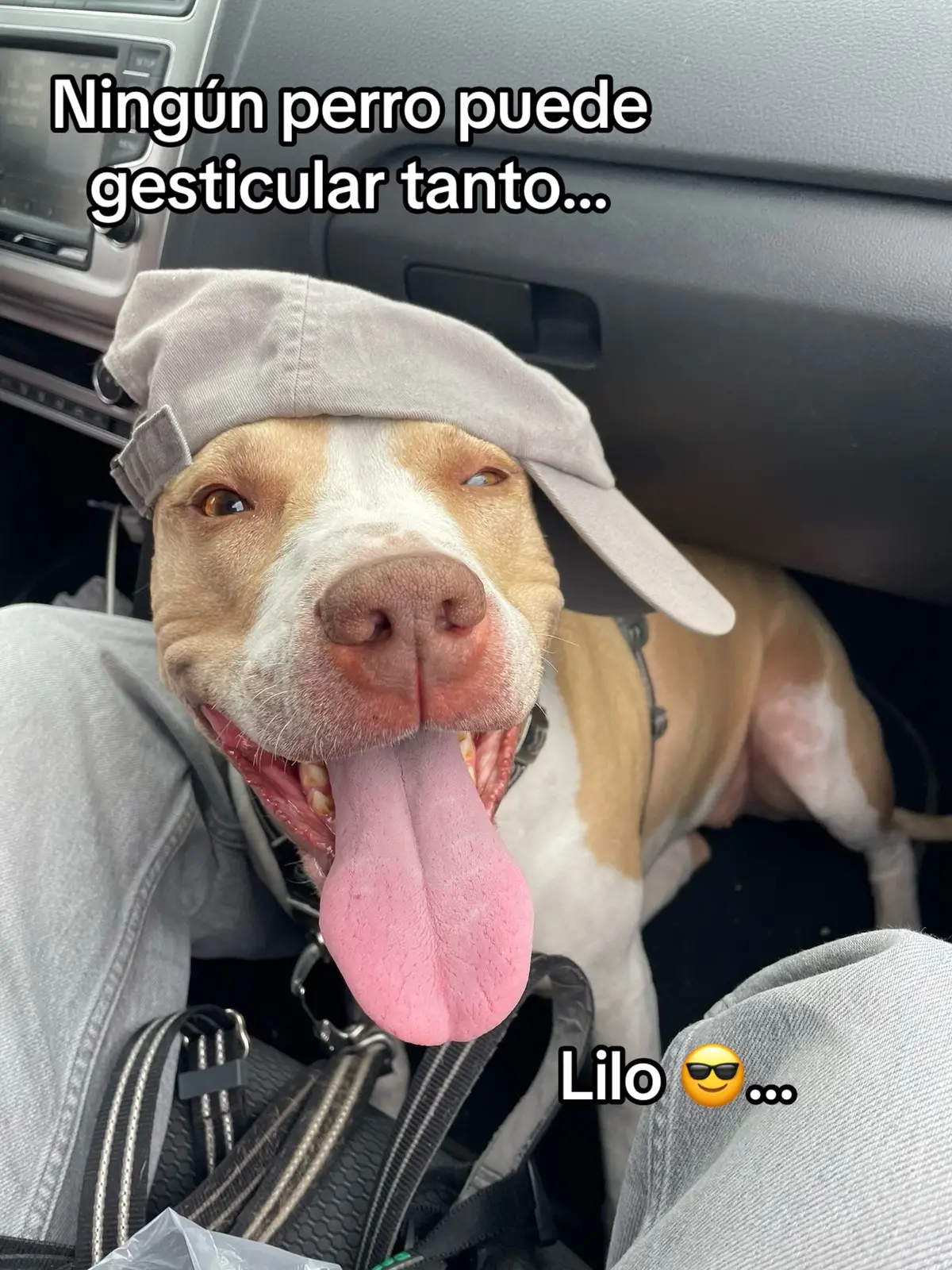 Igualita a su mami #dog #pitbull #fyp #parati 