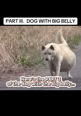 PART III.  DOG WITH BIG BELLY #trending #viral #foryou 