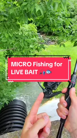 Micro Fishing for LIVE BAIT 🎣🐟 #fishing #bassfishing #fishingvideos #capcut 