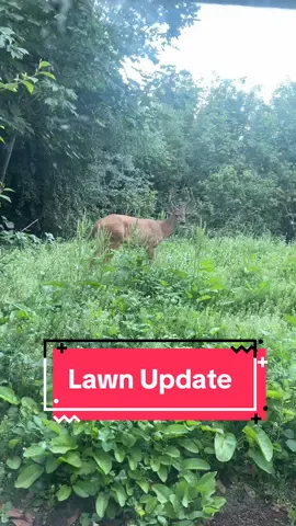 This is your sign to plant a low-mow lawn!  Is this not incredible?! I'm abaolutely obsessed with how this grew in - it was such a wildcard to just go for it with the meadow we were accodentally sent, but Im so glad we did.  With the forest in the background, this is just such a magical upgrade to what was once two story blackberry bushes!!  We want to get a little manual push mower for our once a year trimming, can't wait for that! #nomowlawn #meadowlawn #yardwork 