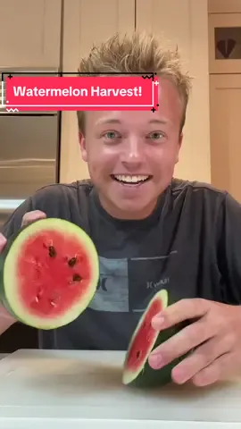 Watermelon Harvest 🍉 #fyp #foryoupage #watermelon 