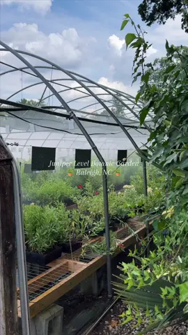 Raleigh's most hidden gem 💎 #nc#nctiktok#visitnc#nctravel#nccheck#explorenc#northcarolina#ncfun#nclife#nchype#raleigh#919#raleighnc#visitraleigh#exploreraleigh#brayholt 