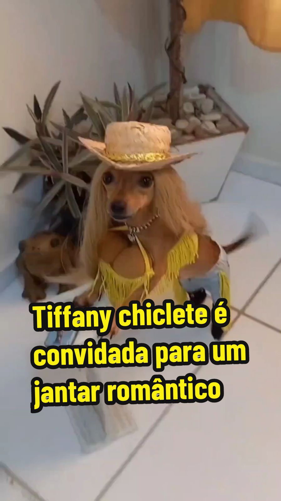 Tiffany chiclete é convidada para um jantar romântico e a gangue dos mordem Canelas esquecem missão de capturar jubiro e brigam por Gigi Filomena #cachorros #animais #pet #funnyvideos #fyp 