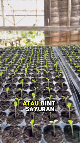 Pot tray semai bibit tanaman