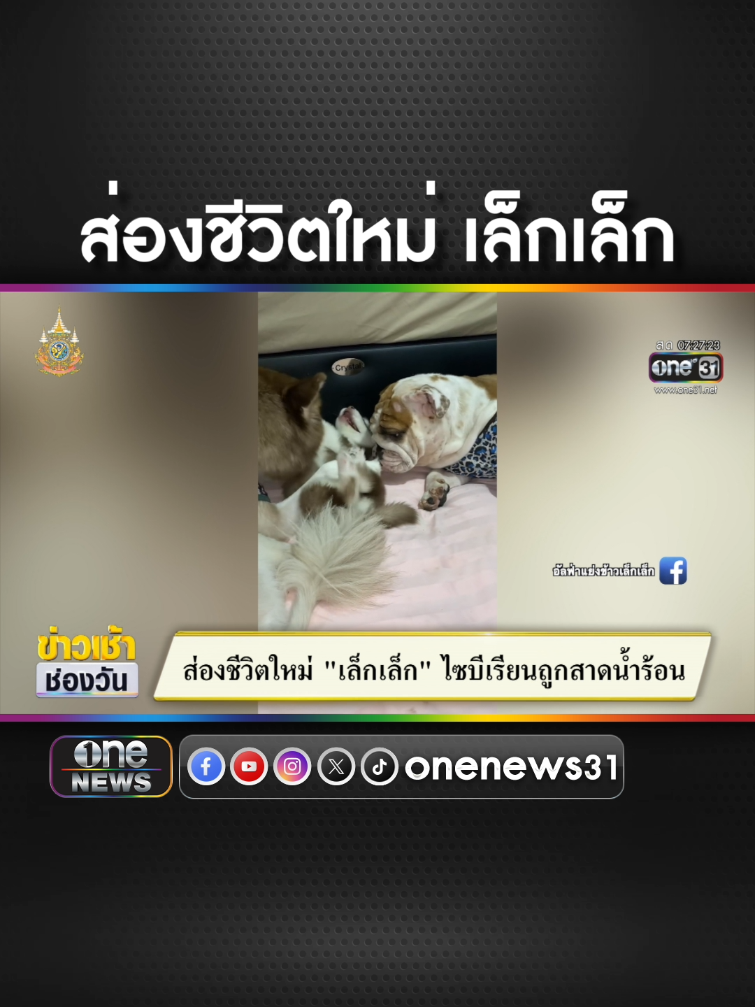 ส่องชีวิตใหม่ #เล็กเล็ก ไซบีเรียนถูกสาดน้ำร้อน  #ข่าวช่องวัน #ข่าวtiktok #สํานักข่าววันนิวส์