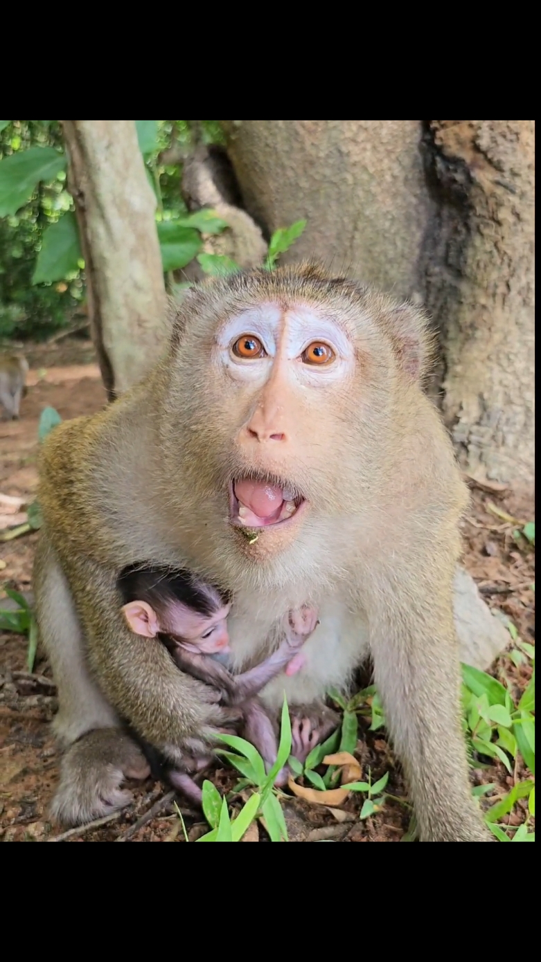 A mother warn ing protect her baby cameraman  #poormonkey #monkeyvideo #funnyanimals #monkey #funnyanimation #foryour 