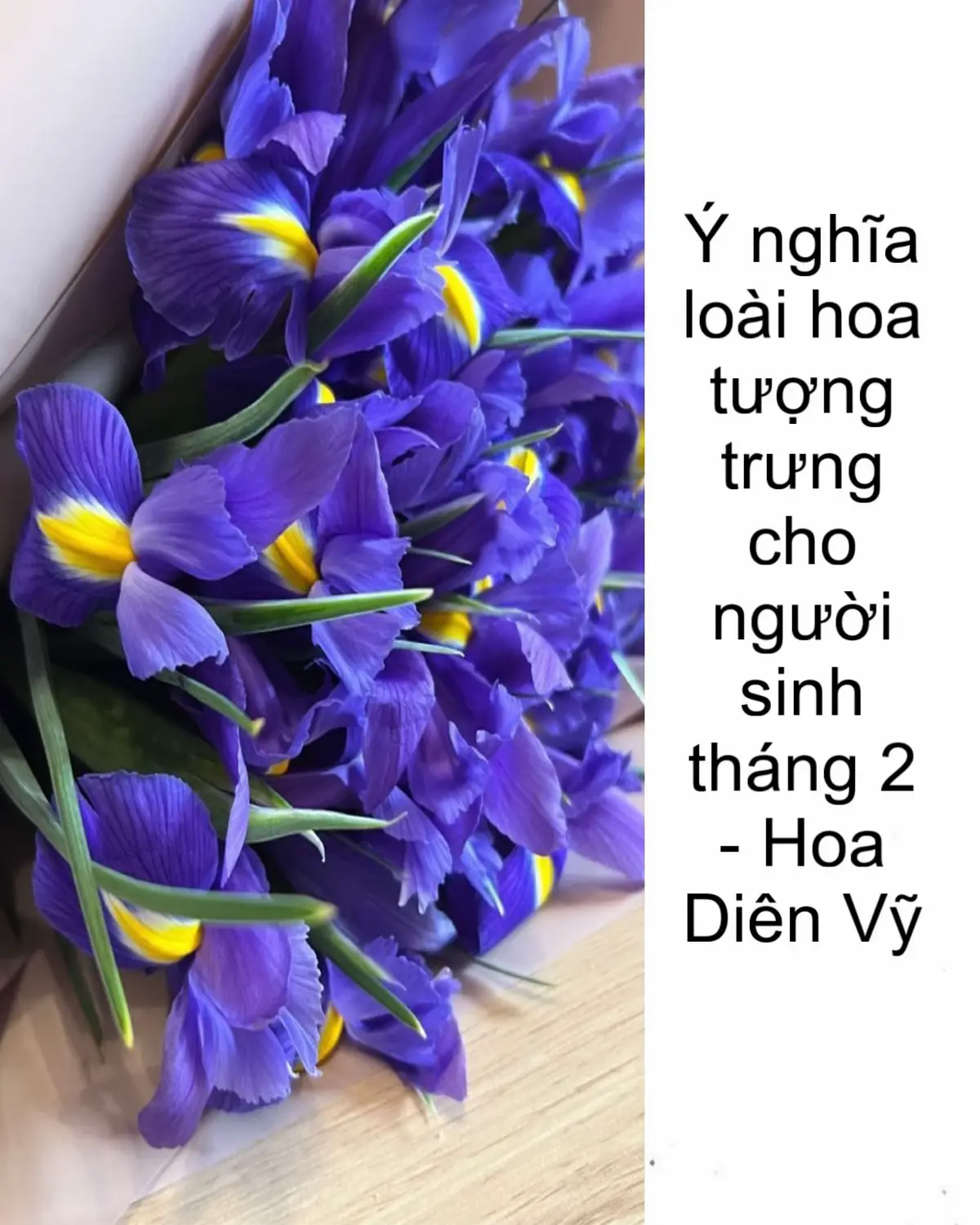 Người sinh vào tháng 2 mang những nét đặc trưng của hoa diên vĩ. Hoa diên vĩ tượng trưng cho sự khôn ngoan, dũng cảm và trung thành. Người sinh tháng 2 có đầu óc tính toán tốt, khôn ngoan và nhanh nhẹn. Người sinh tháng 2 có chỉ số IQ và EQ đều cao, khả năng cảm nhận, nắm bắt tâm lý sâu sắc với trực giác nhạy bén hơn người, rất được mọi người xung quanh tin tưởng, lựa chọn là “chuyên gia tư vấn” cho họ. #muonduoclenxuhuong #wallpaper #hinhnen #hinhnendienthoai #flowers #hoadienvi 