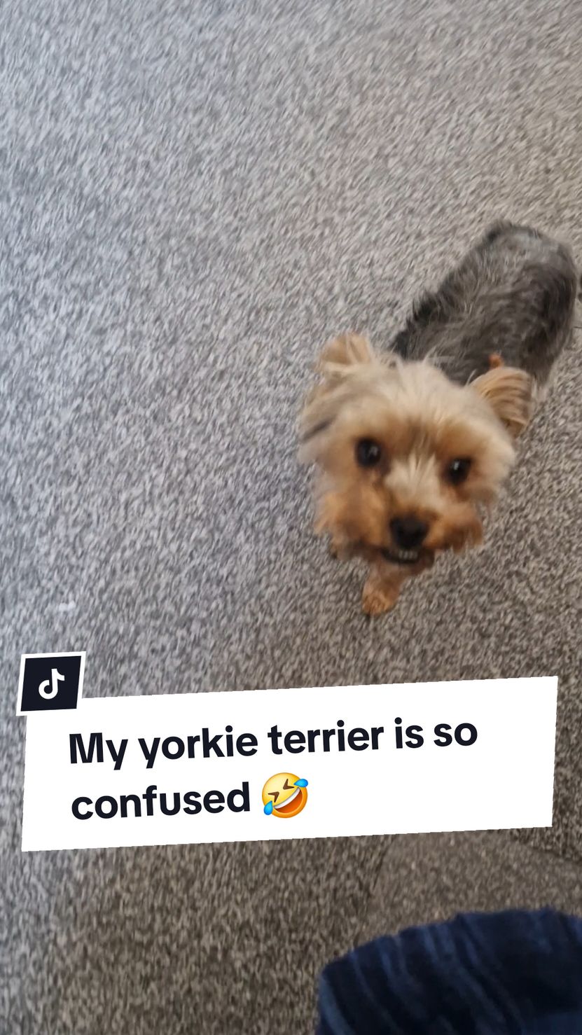 She can't decide 🤣 #yorkiemommy #yorkieterriers #yorkiemummy #yorkiesoftiktok #yorkiemom #yorkshireterriers #yorkiesofficial #yorkielovers #yorkshire_terrier #yorkiemum #yorkieterrier #yorkshireterrier 