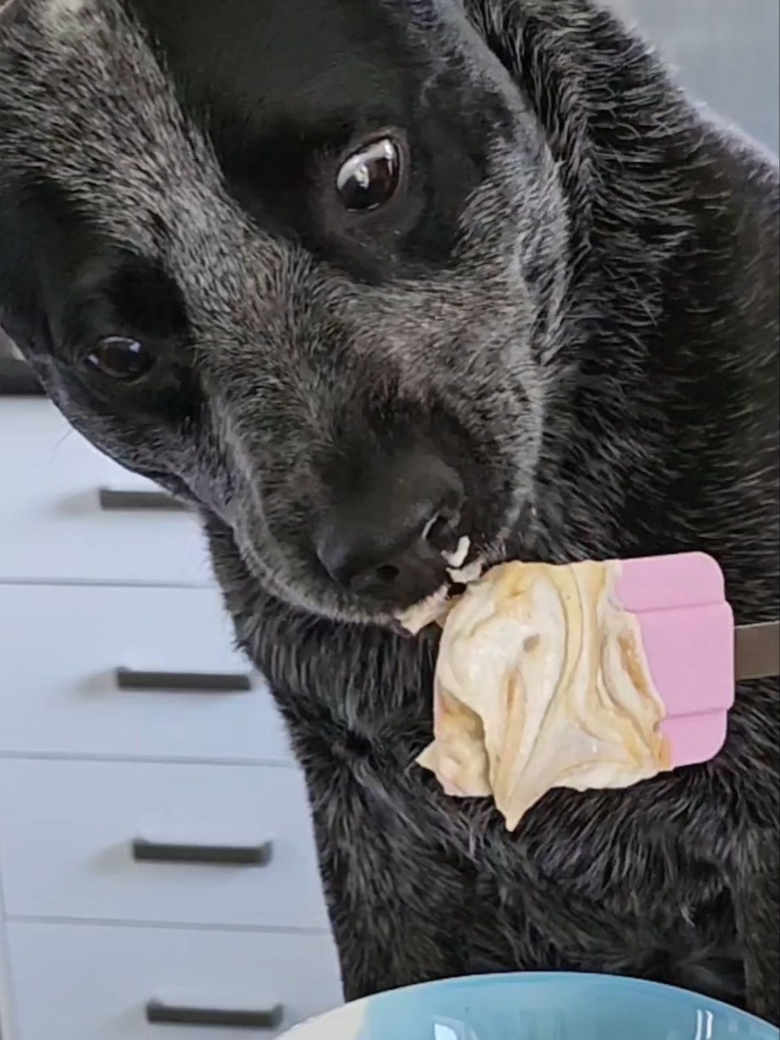 A day in the life of @bella_thestumpyheeler 🐾 Just like Bingo, Bella loves making tasty treats in the kitchen, but don't worry - they're dog friendly 💙🧡 #blueytok #bluey #blueyirl