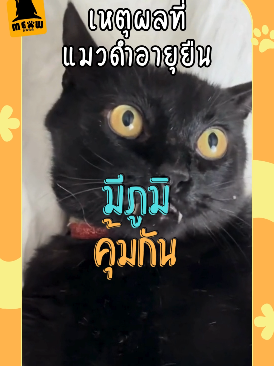 เหตุผลที่ แมวดำอายุยืน #แมว #ทาสแมว #เลี้ยงแมว #meowbarn #เหมียวบาน